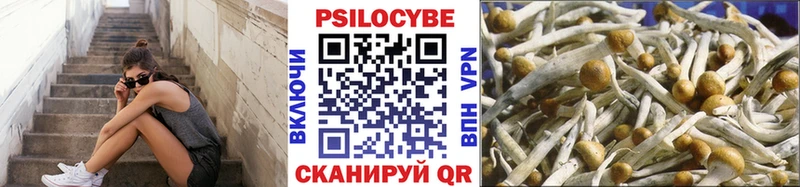 Купить закладки  Новоузенск  Галлюциногенные грибы мицелий 